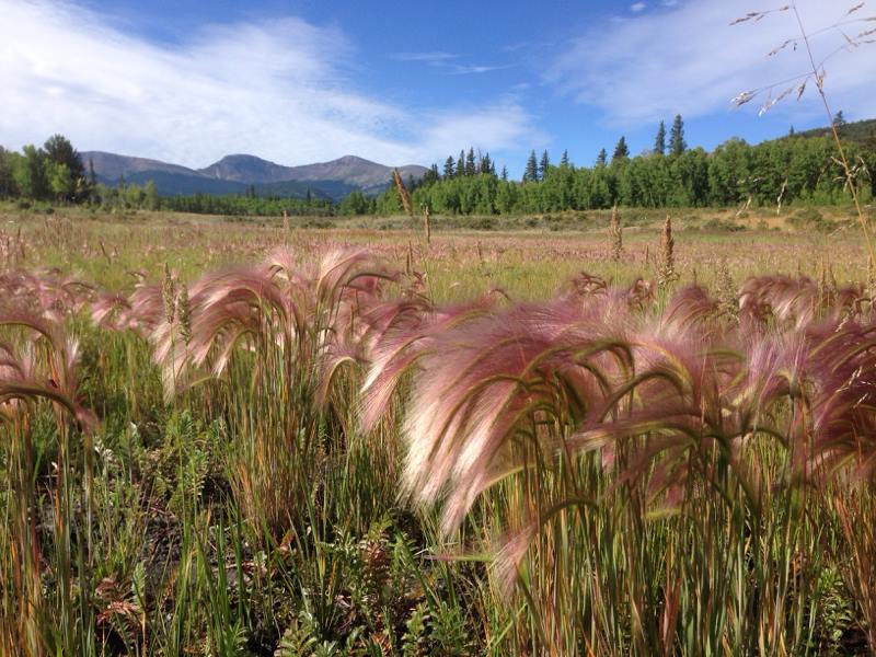 fields of purple grasses in the wilderness