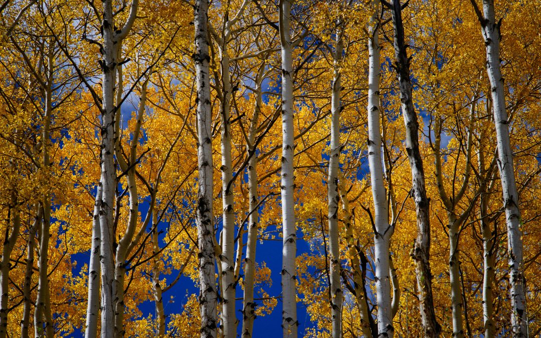 How Christian Community is Found in the Aspen Trees